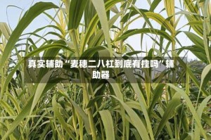 真实辅助“麦穗二八杠到底有挂吗”辅助器