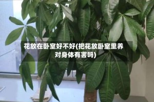 花放在卧室好不好(把花放卧室里养对身体有害吗)