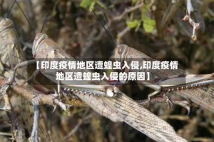 【印度疫情地区遭蝗虫入侵,印度疫情地区遭蝗虫入侵的原因】