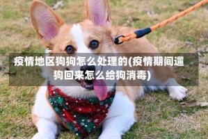 疫情地区狗狗怎么处理的(疫情期间遛狗回来怎么给狗消毒)