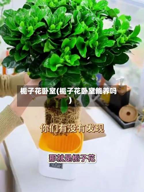 栀子花卧室(栀子花卧室能养吗)-第1张图片
