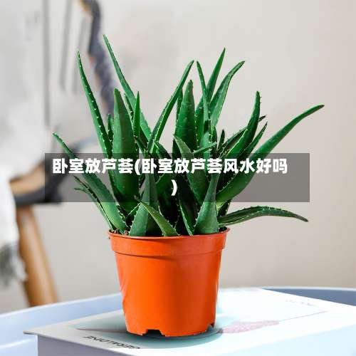 卧室放芦荟(卧室放芦荟风水好吗)-第1张图片