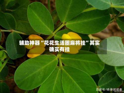 辅助神器“花花生活圈麻将挂”其实确实有挂-第3张图片