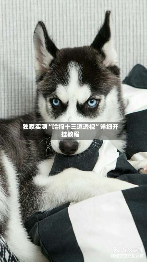 独家实测“哈狗十三道透视	”详细开挂教程-第1张图片