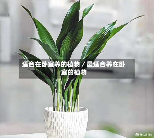 适合在卧室养的植物／最适合养在卧室的植物-第1张图片