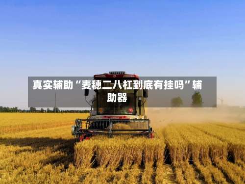 真实辅助“麦穗二八杠到底有挂吗”辅助器-第3张图片