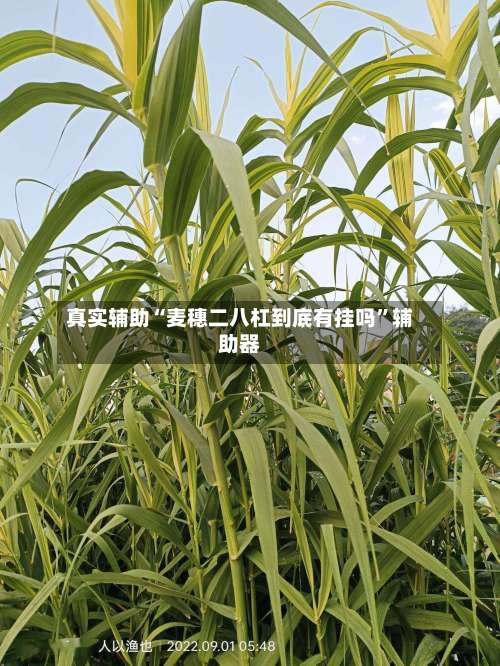 真实辅助“麦穗二八杠到底有挂吗”辅助器-第1张图片