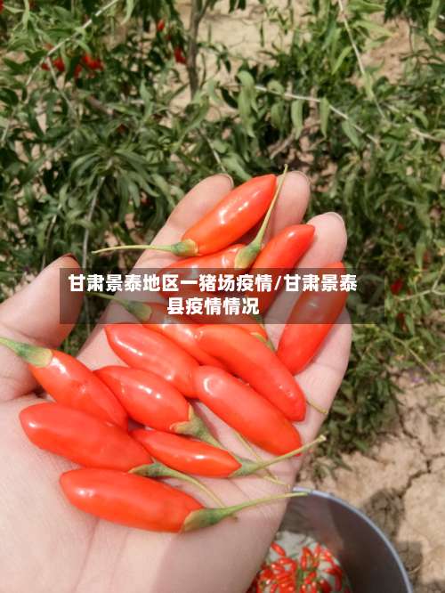 甘肃景泰地区一猪场疫情/甘肃景泰县疫情情况-第1张图片